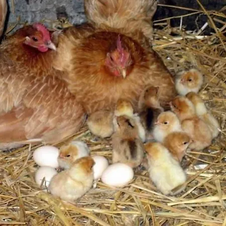 Filokalia בית הארחה